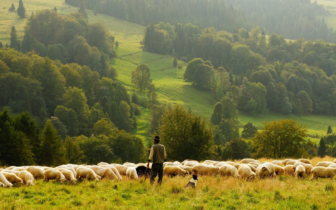 Review of Timothy Z. Witmer’s “The Shepherd Leader: Achieving Shepherding in Your Church”